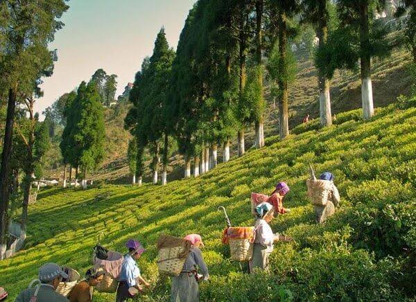 Darjeeling Holiday Packages from Siliguri